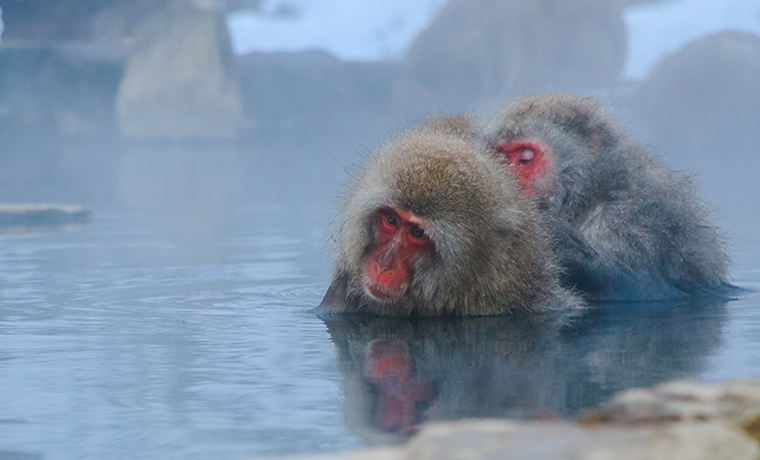 猿が温泉に入浴している様子